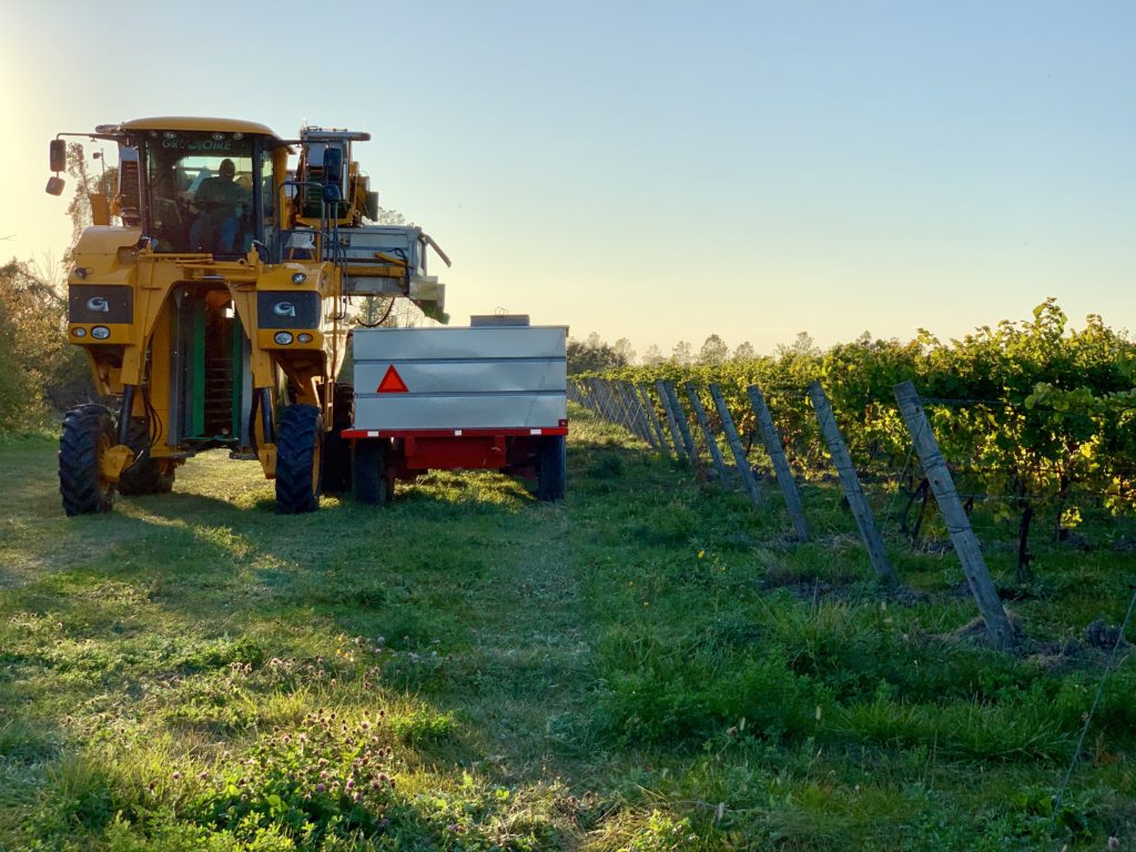 Harvester in the field for the 2019 Harvest on Pelee Island for Pelee Island winery.