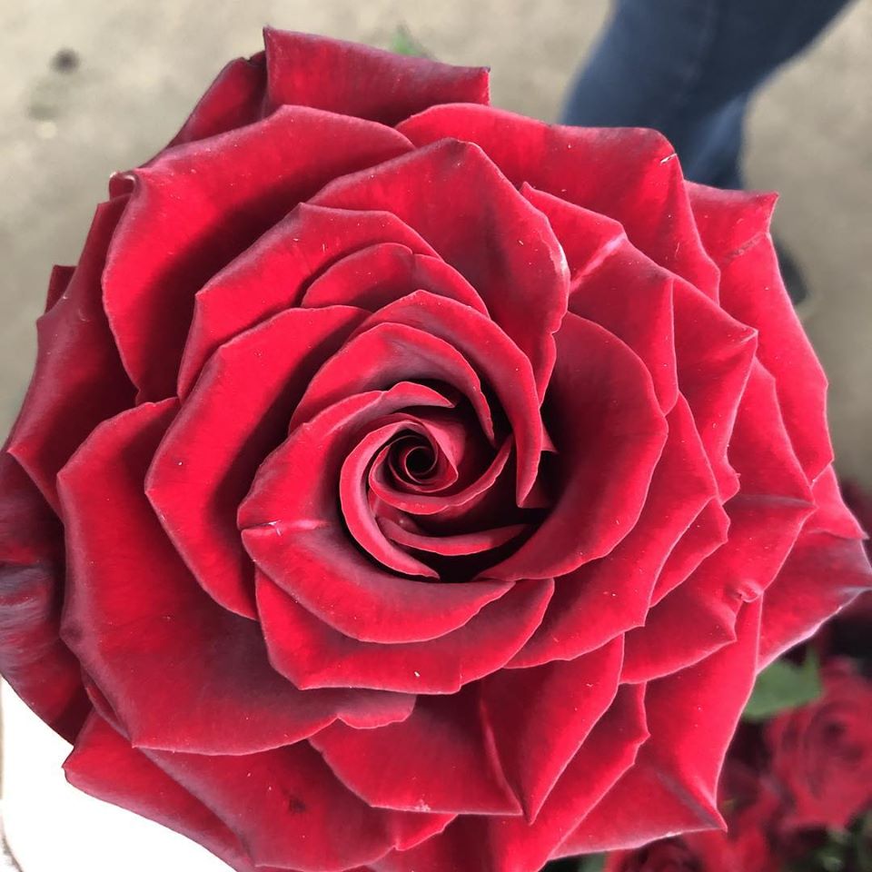 Full bloom red rose from The Flower Shop at Thiessen's perfect for Valentine's Day.