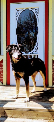 Fred the dog of The Wandering Dog Inn on Pelee Island standing on the porch of the inn