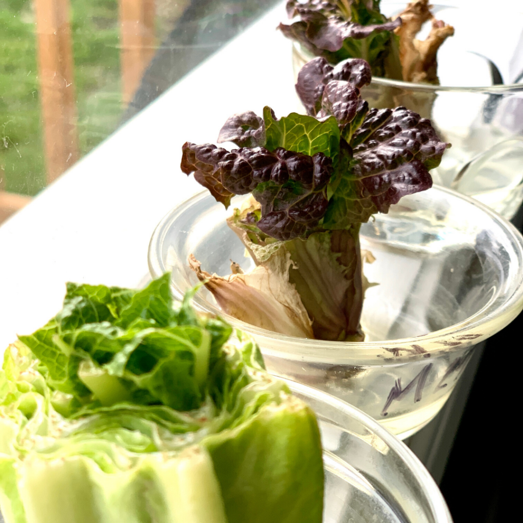 Ends of lettuce regrowing in small dishes of water on a window sill.