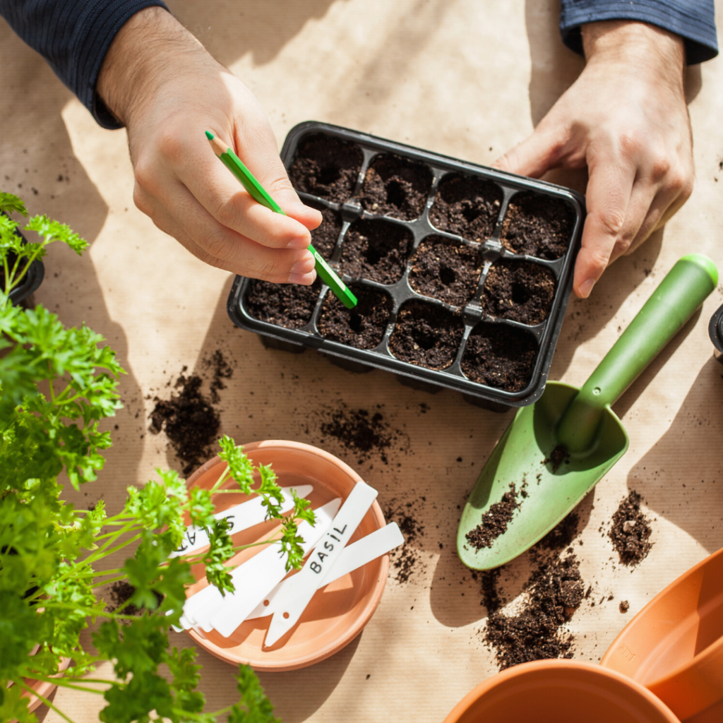 Starting seeds to plant in a tray.