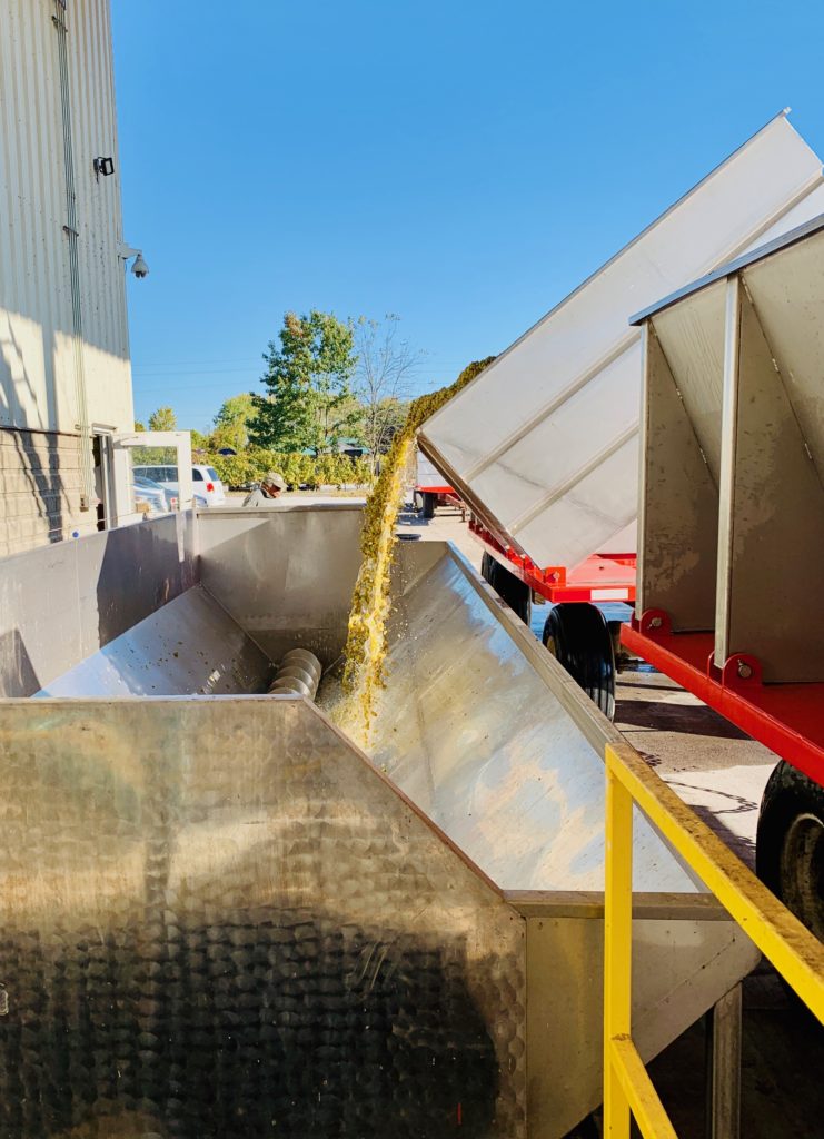 Chardonnay grapes arriving on the crush pad at Pelee Island Winery for the beginning of the wine making process in Kingsville, Ontario.