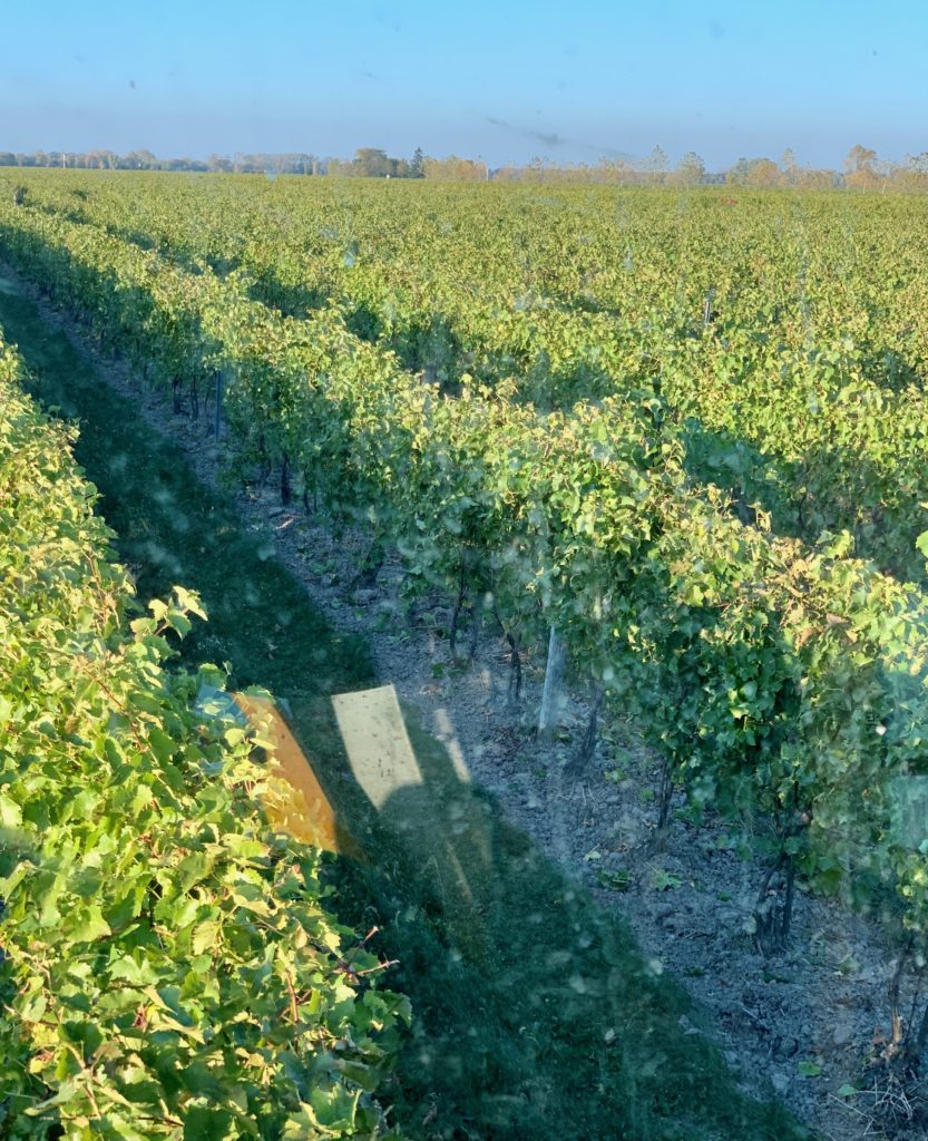 Looking out over the rows of grapes in the Pelee Island Winery vineyard on  Pelee Island during harvest. 
