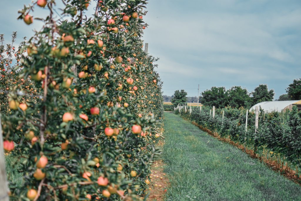 Apple orchards at The Fruit Wagon farm, Harrow Ontario.