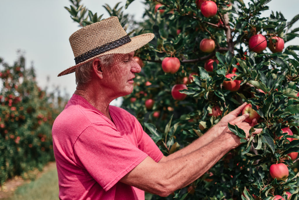 Farmer Doug of The Fruit Wagon in Harrow holding a Braeburn apple used for Pelee Island Winery Mousseaux de Pomme wine and Hopping Apple Cider.

