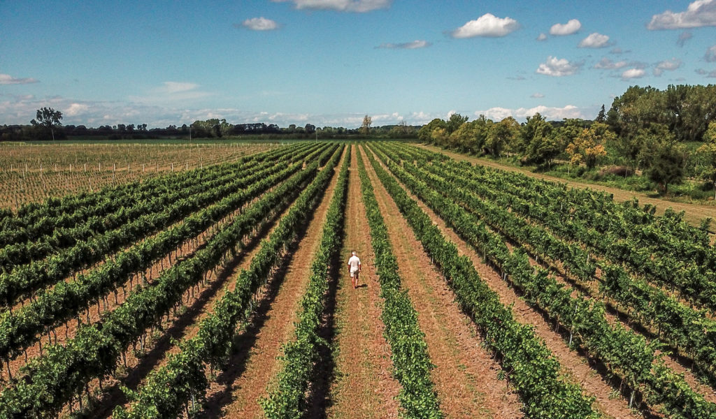 Pelee Island Winery organic sustainable vineyards on Pelee Island, Ontario with Viticulturist Bruno Friesen walking through the rows taken by Ian Virtue.