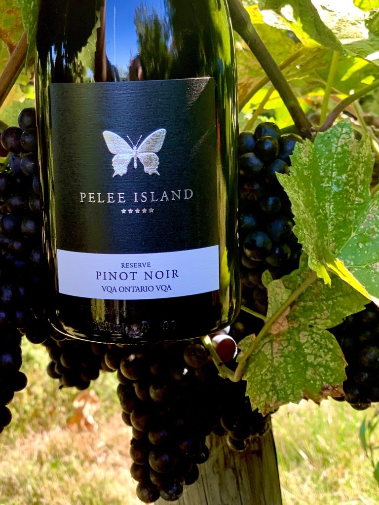 Pelee Island Winery Pinot Noir Reserve VQA next to Pinot Noir Grapes in the vineyard. 