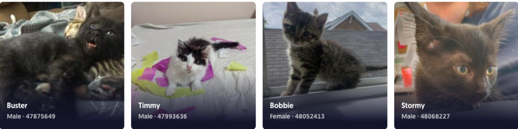 WECHS purr-fect cats for adoption