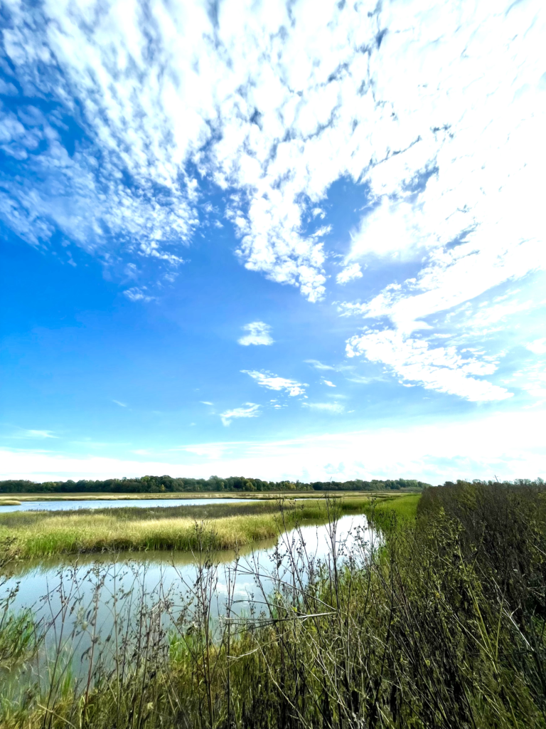 Nature Conservancy of Canada's Florian Diamante Wetland Restoration on Pelee Island