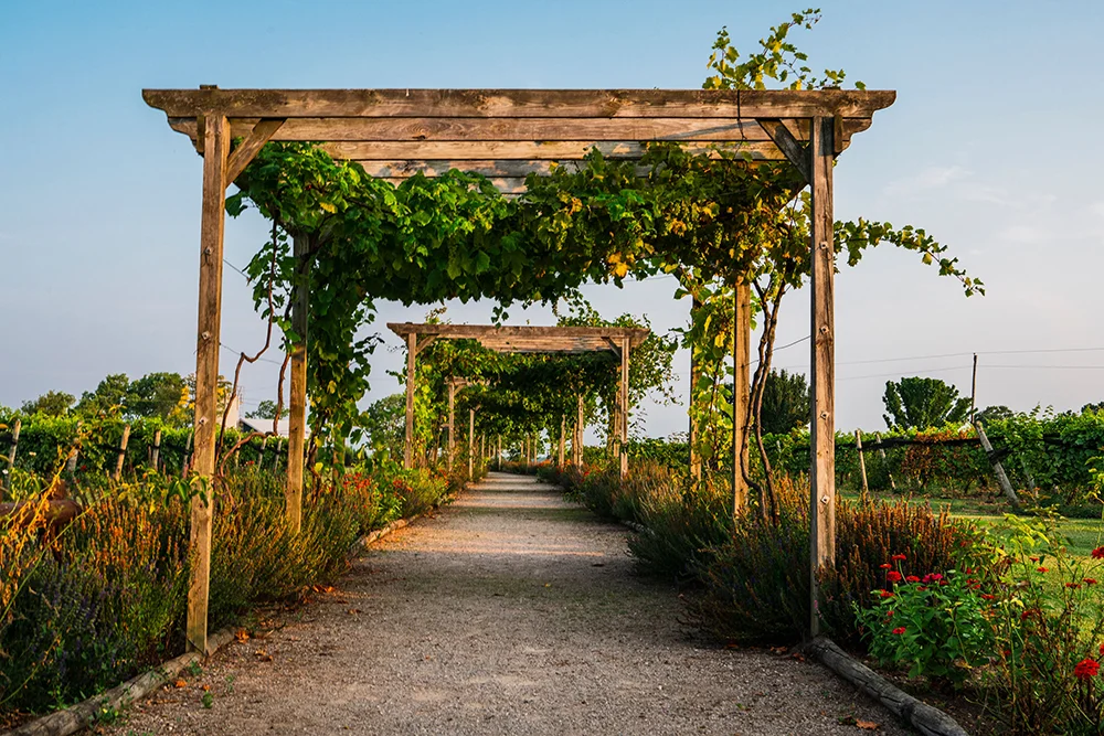 Pelee Island Winery Pavilion on Pelee Island