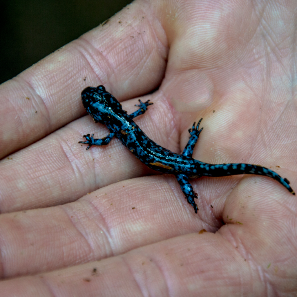 Blue Spotted Salamander on Pelee Island