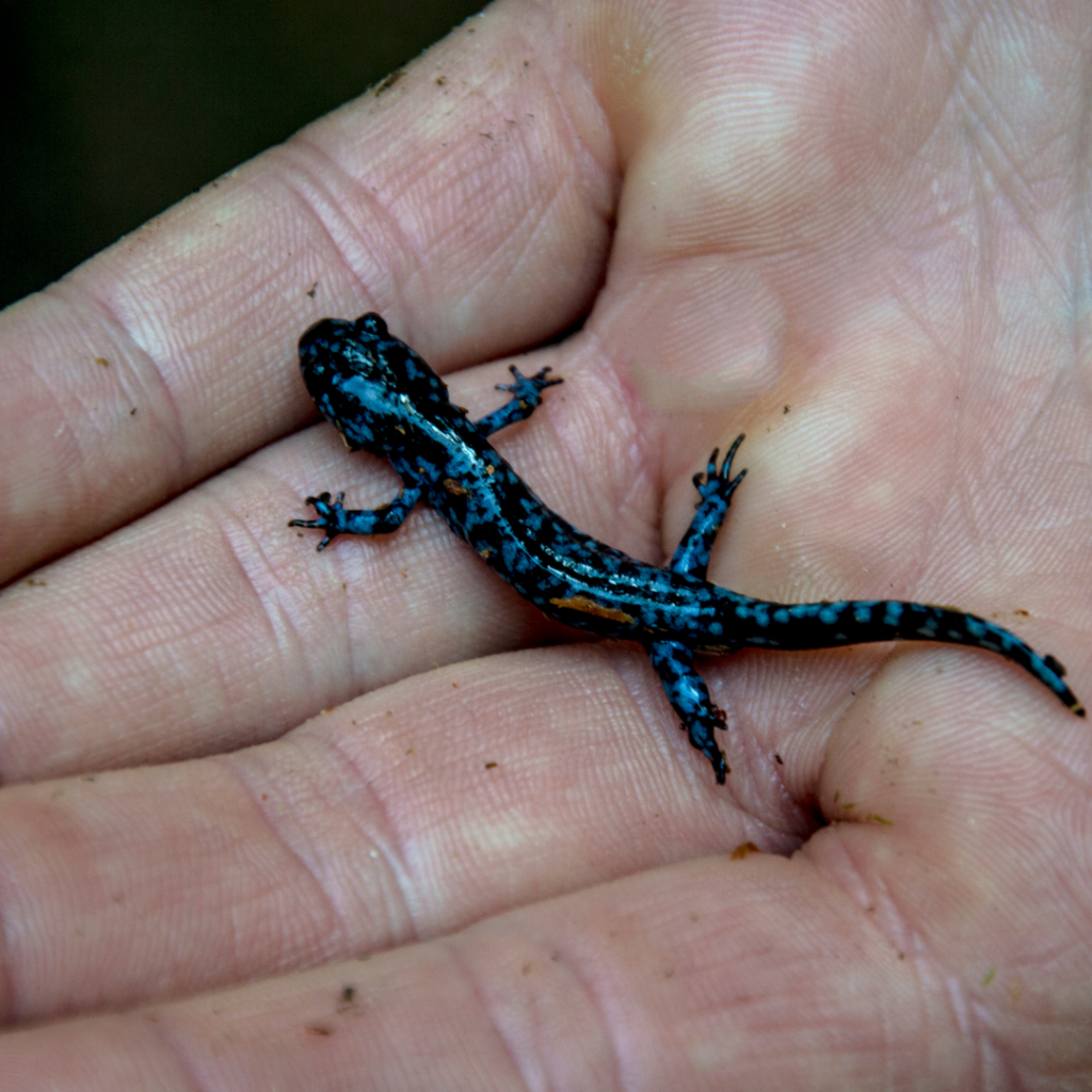 Blue Spotted Salamander on Pelee Island