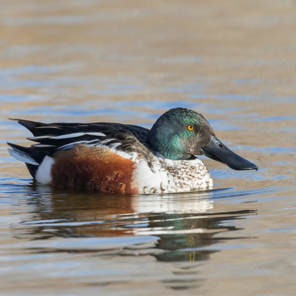 Northern Shoveller Duck on Pelee Island