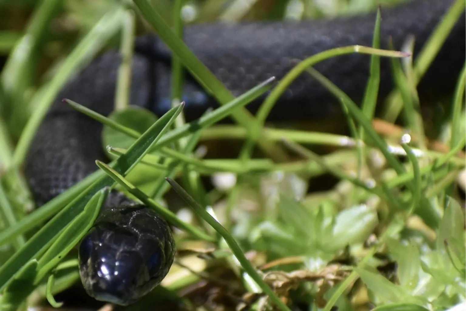Black Mamba at Pelee Island