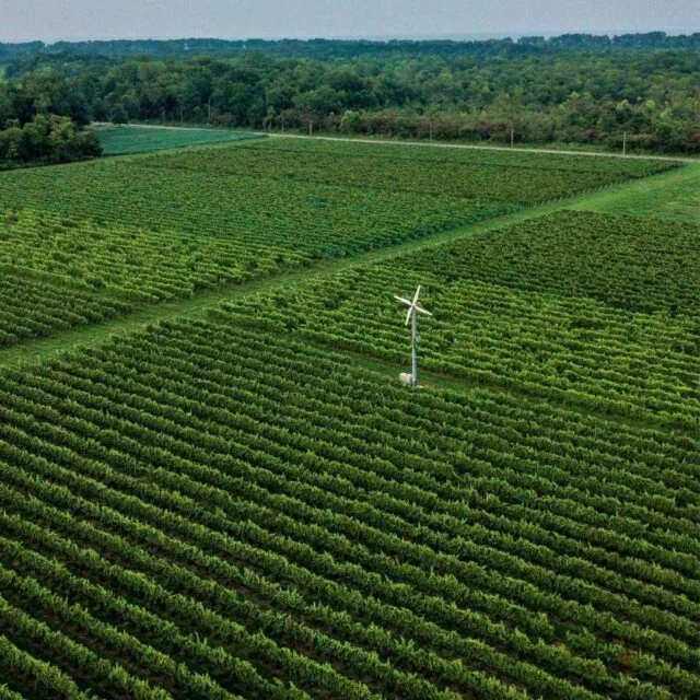 Image of Pelee Island Vineyard with Windmill