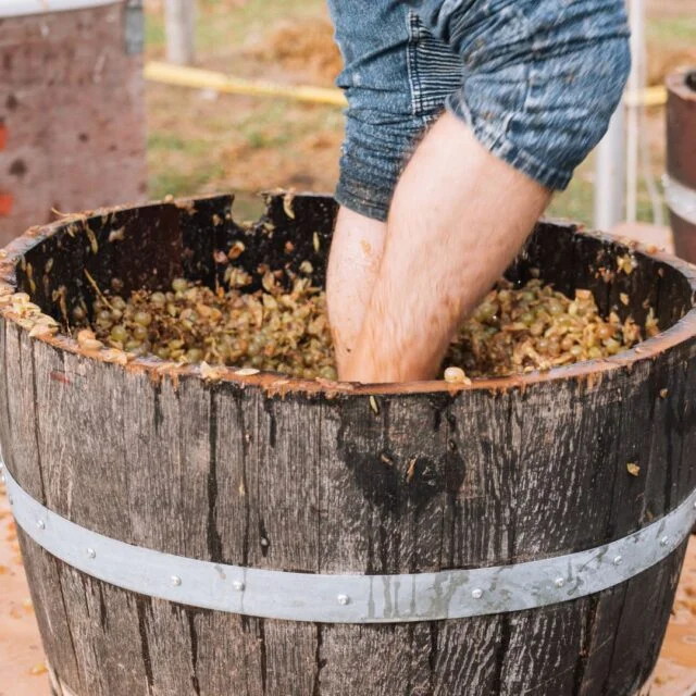 Grape Stomping Competition in Harvest Fest in Pelee Island Winery
