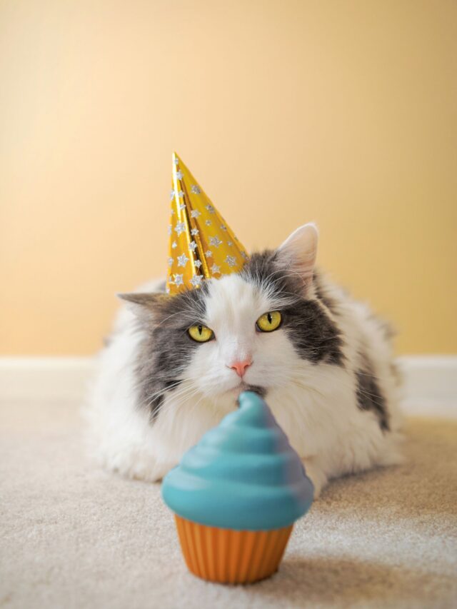 Pelee Island Winery Cat Celebrates his Birthday